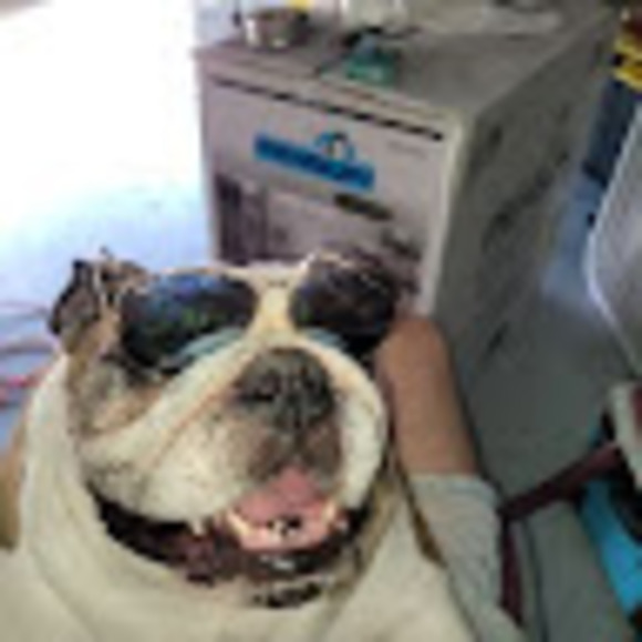 Meet your Posher, Jax - Picture 1 of 1